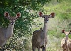 Pongola Game Reserve